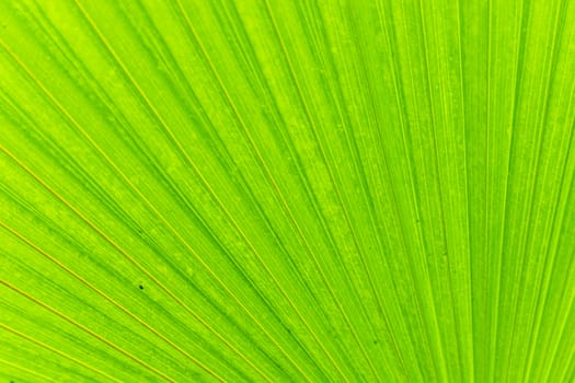 Soft focus of the camera on the green palm leaf, background image