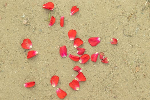 Red rose petals falling on the ground due to wind