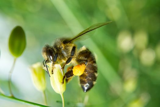 Honey bee worker collecting pollen from blossom of Asparagus tenuifolius plants. macro shoot