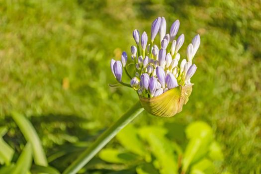 close up african lily in nature
