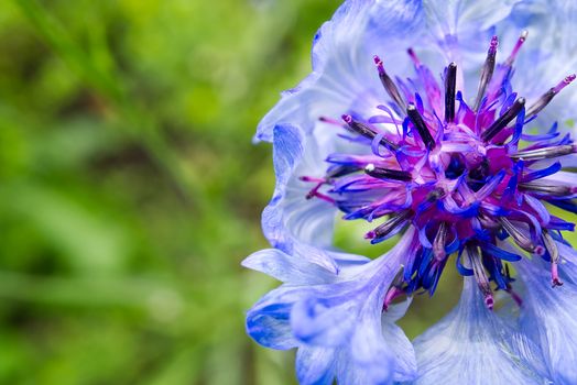 The macro shoot of cornflower. knapweed Centaurea montana is Estonian national flower