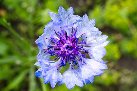 The macro shoot of blue cornflower. knapweed Centaurea montana is Estonian national flower