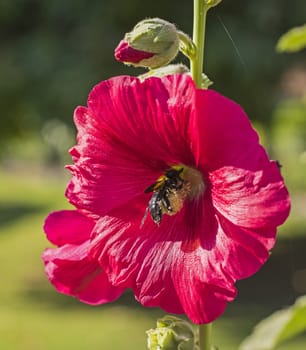 Close-up detail of a red hibiscus rosa sinensis flower petals and stigma in garden with bumble bee