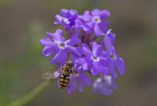 Close-up detail of a hover fly eupeodes corolla on purple Elizabeth Earle flowers Primula allionii in garden during spring