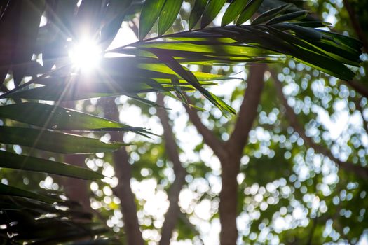 Sunlight passing through the gap between the leaves on the bokeh background