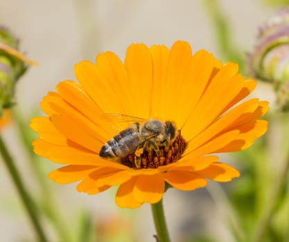 Close-up detail of a honey bee apis collecting pollen on yellow daisy flower in garden