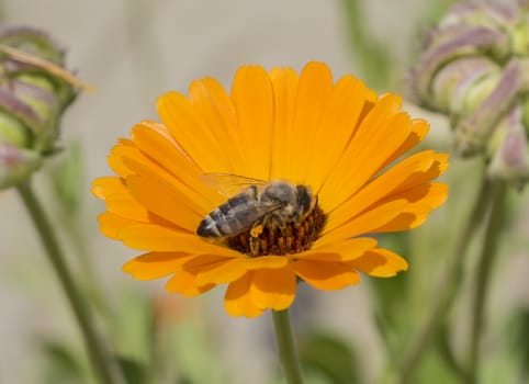 Close-up detail of a honey bee apis collecting pollen on yellow daisy flower in garden