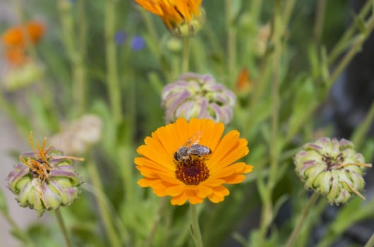 Close-up detail of a honey bee apis collecting pollen on yellow daisy flower in garden