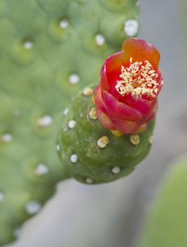 Close-up detail of a red prickly pear cactus flower opuntia in an ornamental desert garden