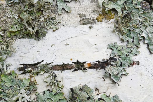 White birch bark texture with moss close-up