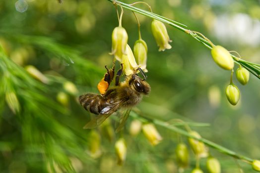 Honey bee worker collecting pollen from blossom of Asparagus tenuifolius plants. macro shoot