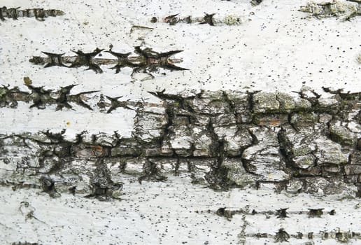 White birch bark texture with moss close-up