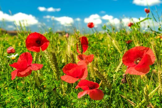 Close-up of red poppies field with blue cloudy sky at horizon