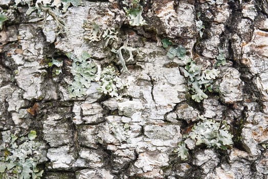 White birch bark texture with moss close-up