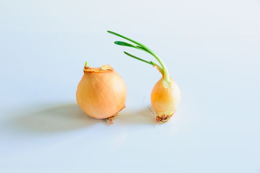 Onions on a white background