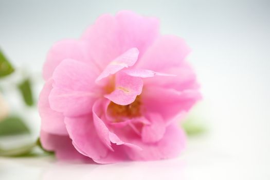 Rose flower in close up