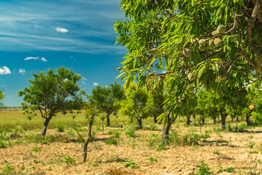 Almond tree orchard with close-up of green almond nuts on branch