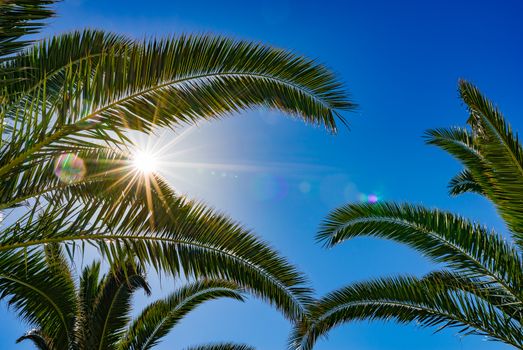 Summer background of palm trees against blue sky with bright sun rays shines through green leaves