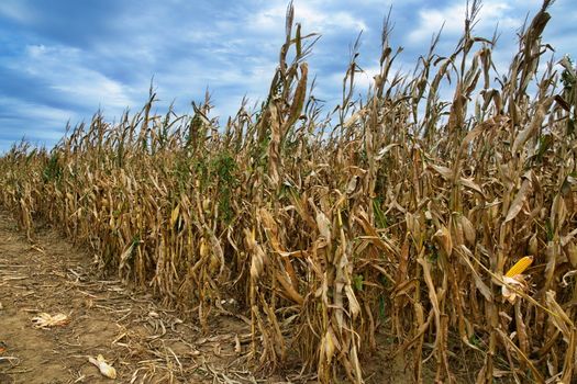 A cornfield ready for harvest under a blue cloudy sky