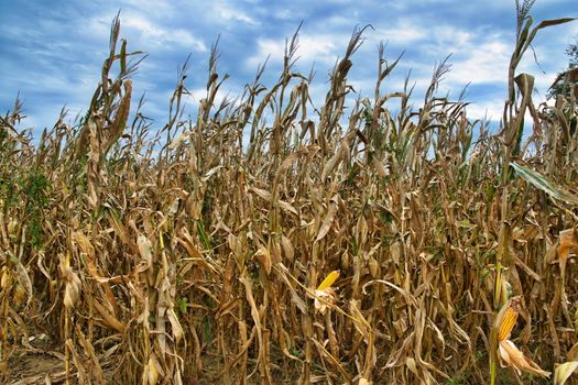 A cornfield under a blue cloudy sky