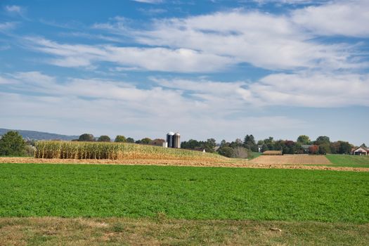 A grassy field near a cornfield under a blue cloudy sky