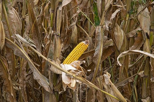A closeup shot of a cornfield
