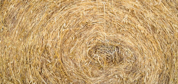 Dry golden hay roll background texture, close-up panorama