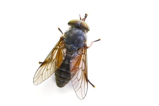 macro shoot of Big gadfly isolated on a white background