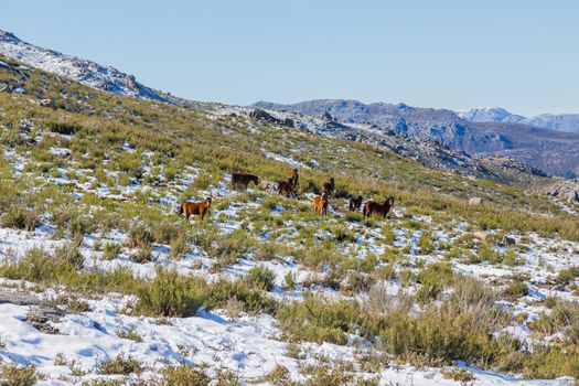 Wild horses pasturing at the mountains in the north of Portugal and Spain. Xures Mountains