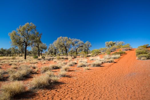 Outback landscape and red sand near Kings Canyon in the Northern Territory, Australia