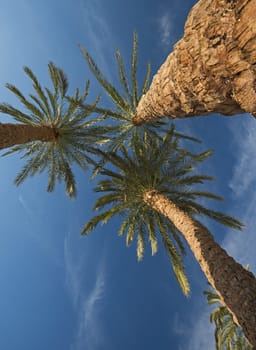 Abstract view of tall large date palm tree phoenix dactylifera looking upwards towards a blue sky background
