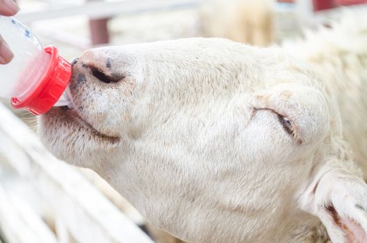 A sheep has drinking a white milk.