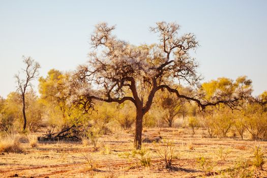 Outback landscape and beautiful ancient tree in the Northern Territory, Australia