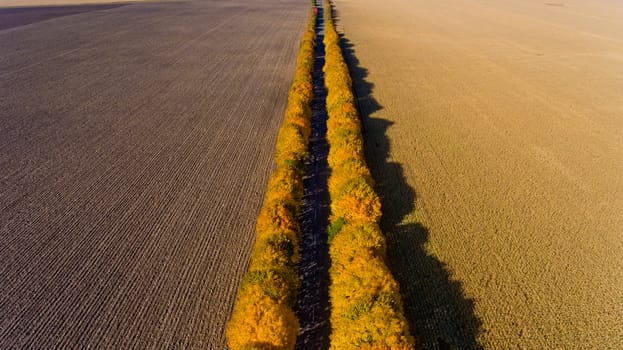 Aerial view of the autumn field road.