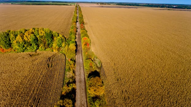 Aerial view of the field autumn road.