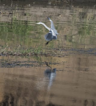 Grey heron ardea cinerea wild bird landing on river bank marshland with grass reeds and reflection in water