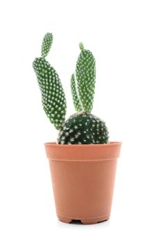 A Rabbit Cactus on white isolated.