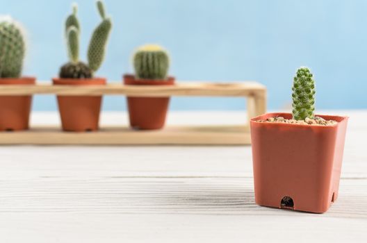 Cactus has growing up on Vintage Wood Background Texture and light blue background.