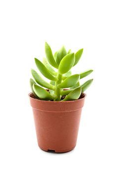 Kalanchoe blossfeldiana flower on white isolated.