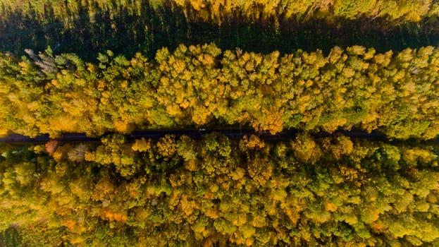 Top view of the colorful autumn forest.