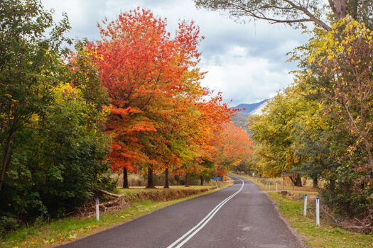 Alpine Way running thru Khancoban in autumn, with brilliant colour trees in New South Wales Australia