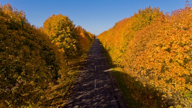 Pathway between colorful autumn trees. Aerial view.