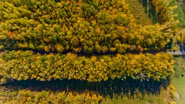 Pathway in the bright autumn forest. Top view.