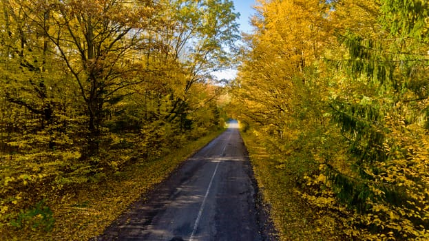 Pathway in the bright autumn forest. Aerial view.