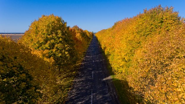 Pathway between colorful autumn trees. Aerial view.