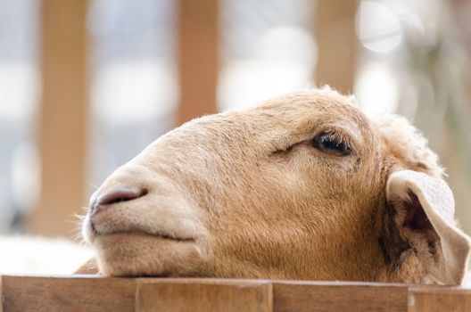 Sheep has sleeping on the wooden.