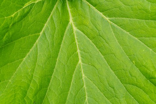 Large leaf pumpkin close-up shoot. texture of pumpkin leaves