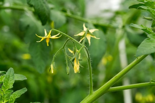 Organic Tomato Flower in home garden. Bright yellow flowers of tomatoes