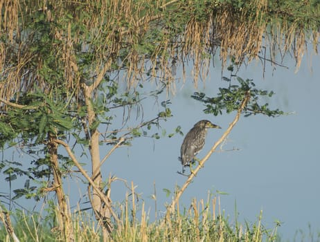 Juvenile night heron nycticorax nycticorax wild bird stood on branch of tree by river bank with grass reeds in foreground