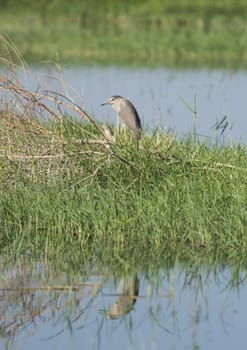 Night heron nycticorax nycticorax wild bird stood in bush of river bank marshland with grass reeds in foreground